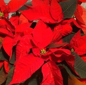 Meet your Poshers, Los Carmenatty